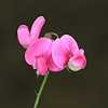 Everlasting Pea _MG_1659